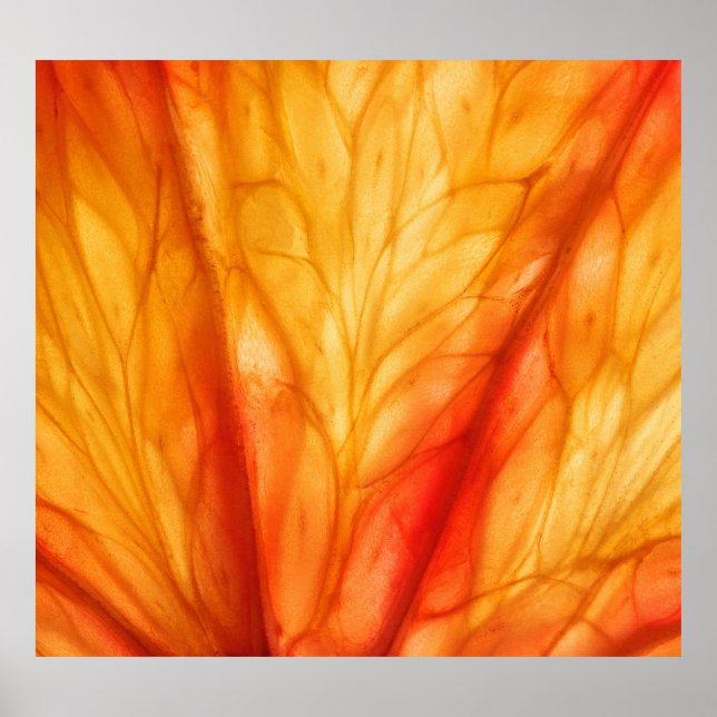 Poster Macro aux agrumes : Orange de sang Abstrait. (Devant)
