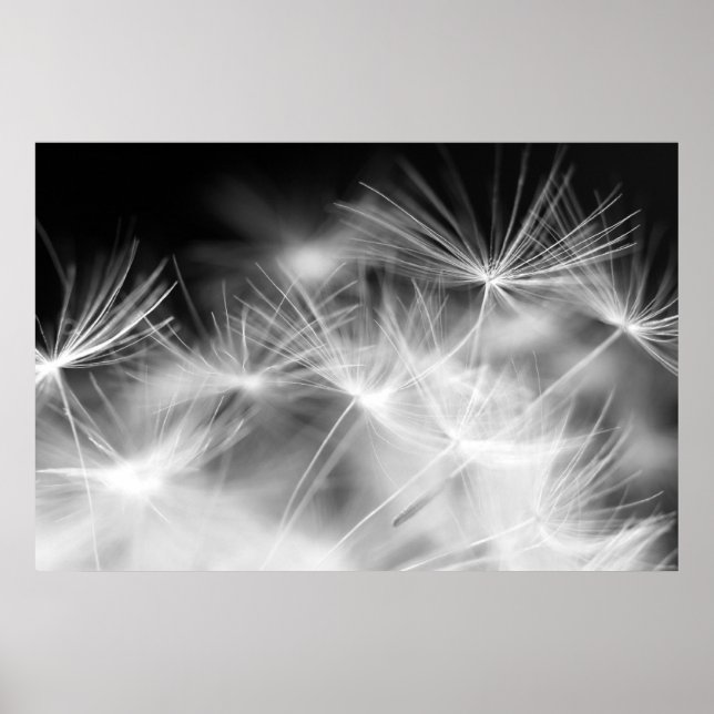 Poster macro beauté Dandelion (Devant)