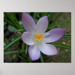 Poster Macro Crocus violet
