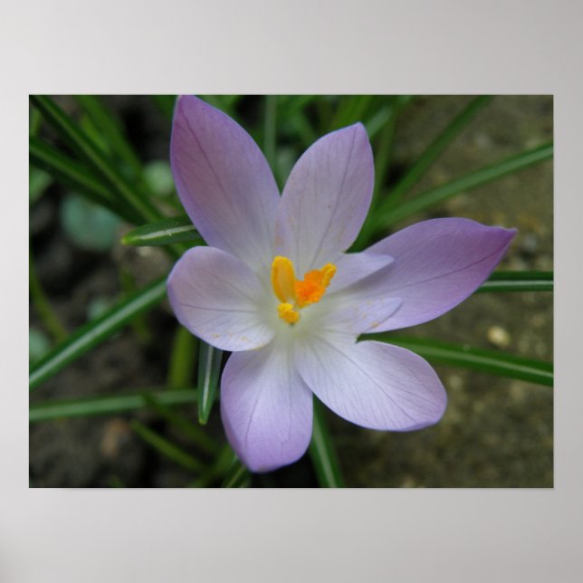 Poster Macro Crocus violet (Devant)