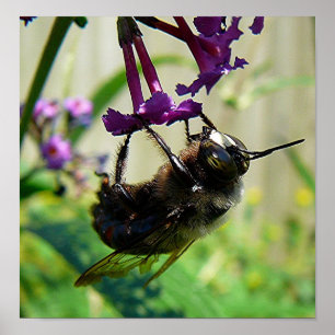 Poster Macro d'abeille de Bumblee