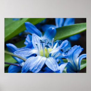 Poster Macro de fleur de neige bleue