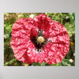 Poster Macro de fleurs de pavot rouge