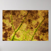 Macro-feuille Jaune et Mort Brown