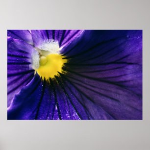 Poster Macro fleur violet pansy photo élégante