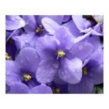 Macro Floral Print Violets Africains