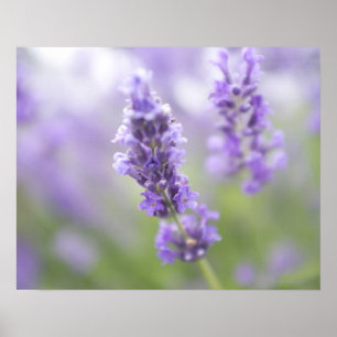 Poster Macro image of lavender flowers with very