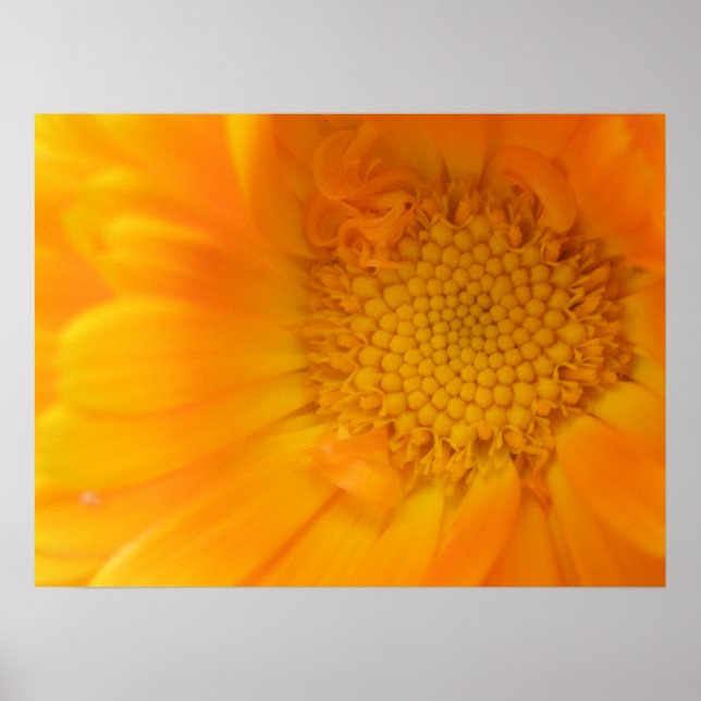 Poster Macro orange Marigold (Devant)