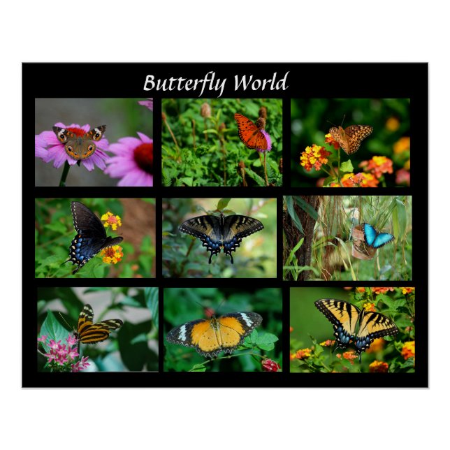 Poster Macro papillons - élargissement de la photo (Devant)