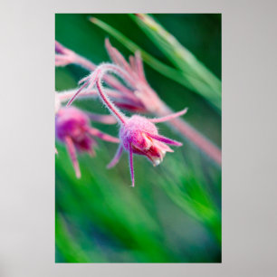 Poster Macro photo de fleurs des prairies au Montana