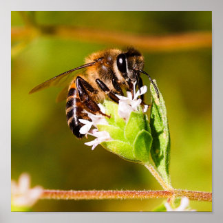 Poster Macro photo d'une abeille