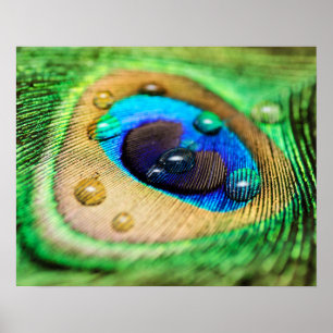 Poster Macro plume abstraite de paon avec l'affiche de