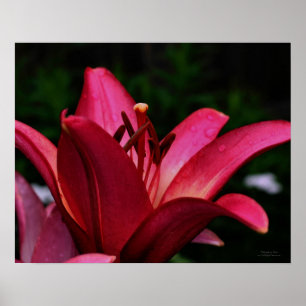 Poster Macro Rouge Lily Floral Imprimer