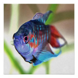 Poster Macropodus Opercularis Aquarium Poisson