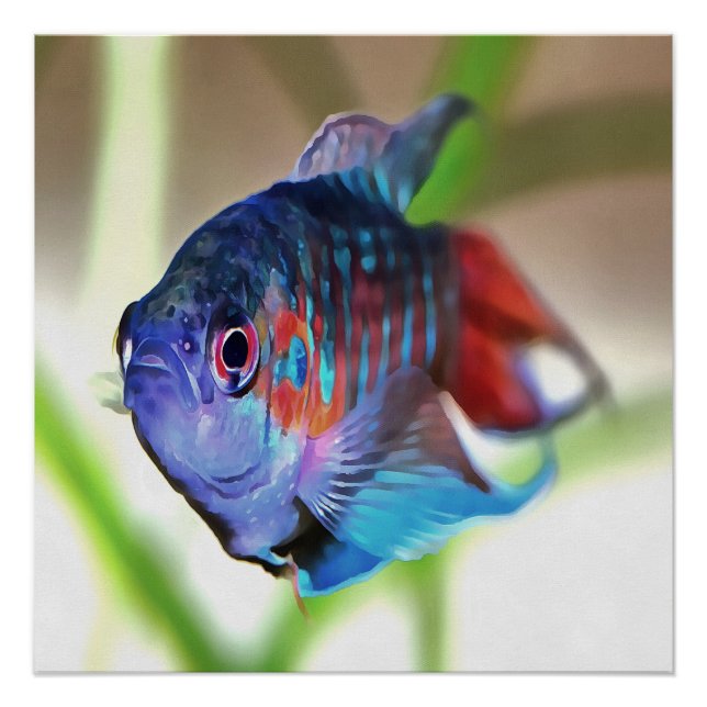 Poster Macropodus Opercularis Aquarium Poisson (Devant)