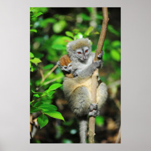 Poster Madagascar, Andasibe, Île aux Lemuriens, Mother