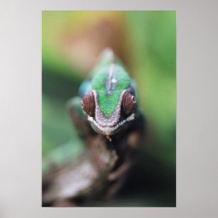 Poster Madagascar, bar rouge Panther Chameleon