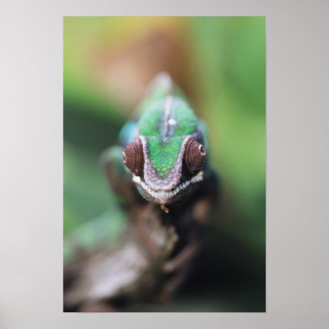 Poster Madagascar, bar rouge Panther Chameleon (Devant)
