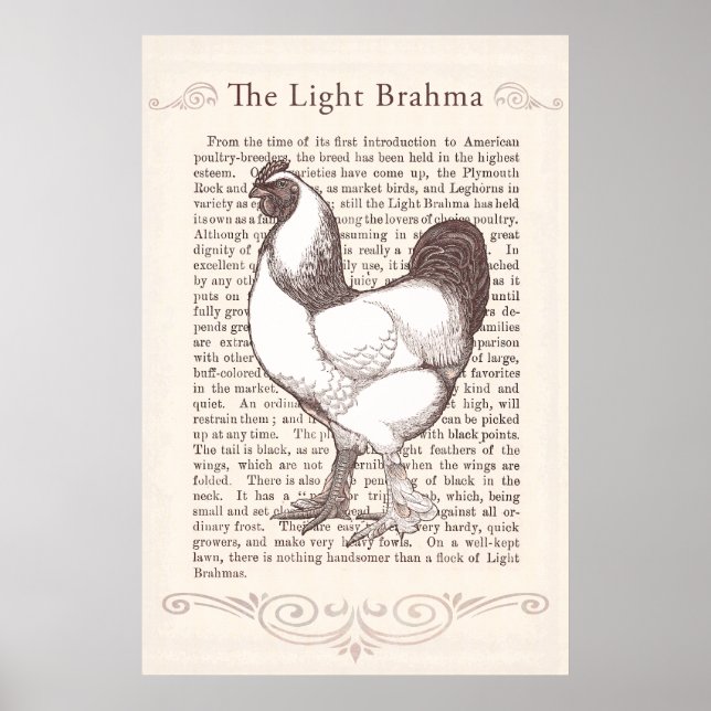 Poster Magnifique Brahma Rooster Lumière Pays Cuisine (Devant)
