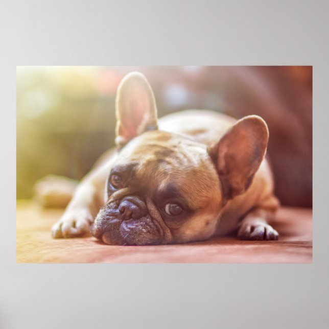 Poster Magnifique bulldog français allongé (Devant)