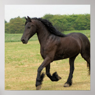 Poster Magnifique Cheval Friésien