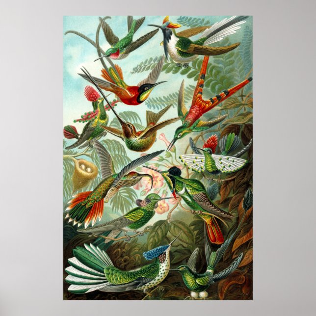 Poster Magnifique Ernst Haeckel Hummingbirds (Devant)