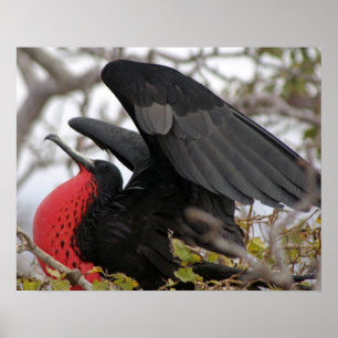Poster Magnifique Frigate Bird