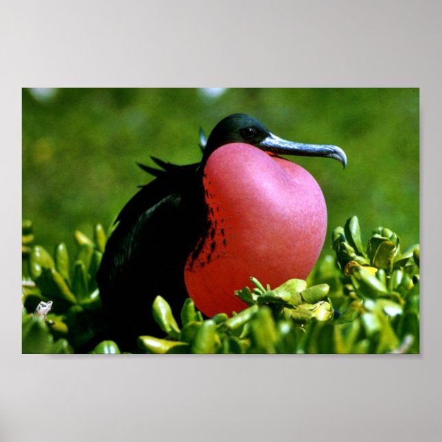 Poster Magnifique Frigate Bird (Devant)