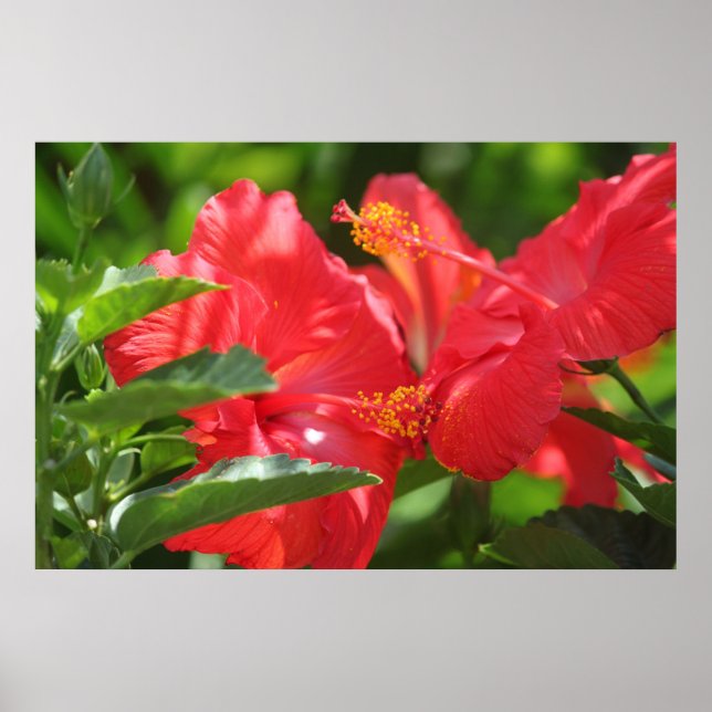 Poster Magnifique Hibiscus Rouge (Devant)