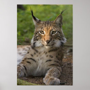 Poster magnifique lynx reposant