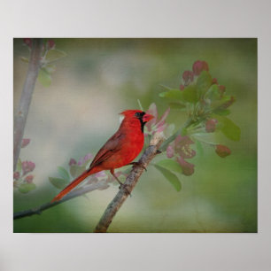 Poster Magnifique M. Cardinal