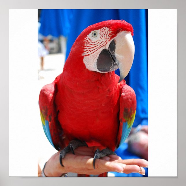 Poster Magnifique McCaw (Devant)