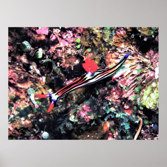 Poster Magnifique Nudi (Devant)