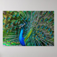 Magnifique Peacock avec ses Plumes de Queue Open