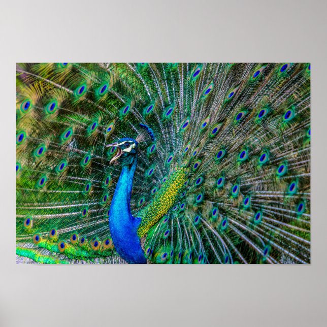 Poster Magnifique Peacock avec ses Plumes de Queue Open (Devant)