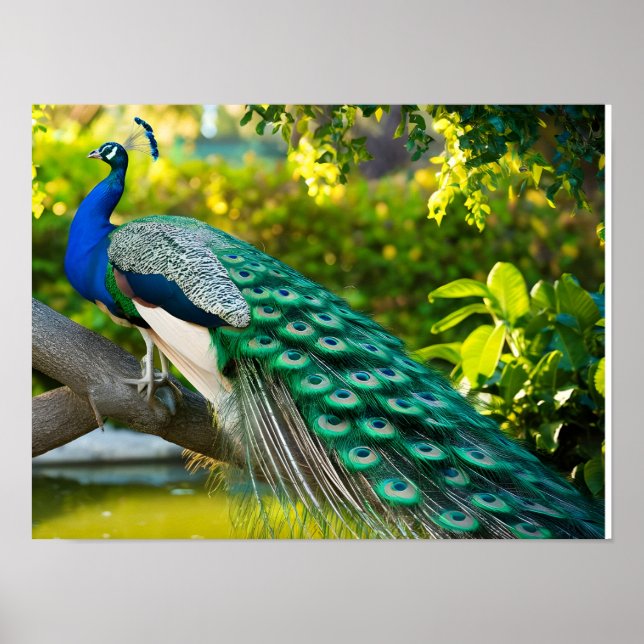 Poster Magnifique Peacock Images (Devant)