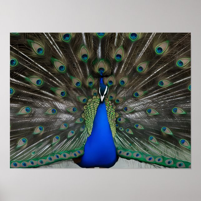 Poster Magnifique Peacock Photos majestueuses (Devant)