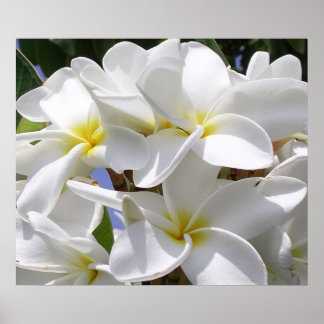 Poster magnifique Plumeria