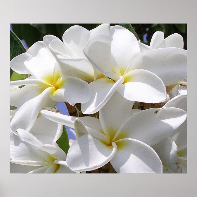 Poster magnifique Plumeria (Devant)