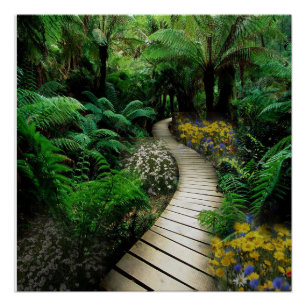 Poster Magnifique Promenade À Travers Une Forêt De Ferne