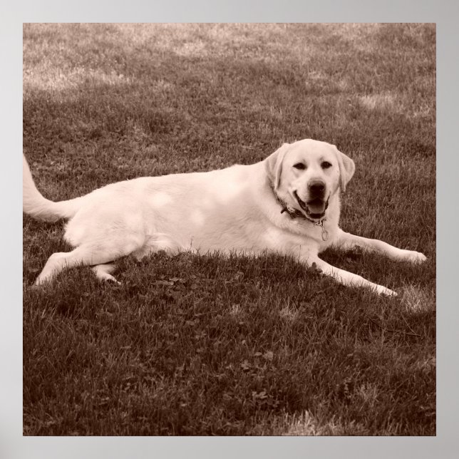 Poster magnifique récupérateur Labrador (Devant)