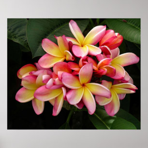 Poster magnifique rose et jaune Plumeria