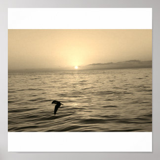 Poster magnifique silhouette de goéland au coucher du sol