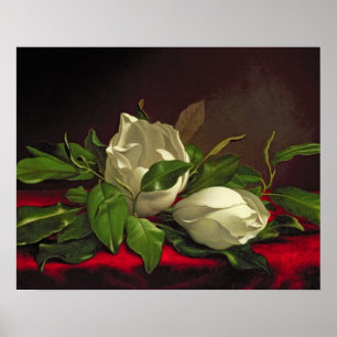 Poster Magnolia