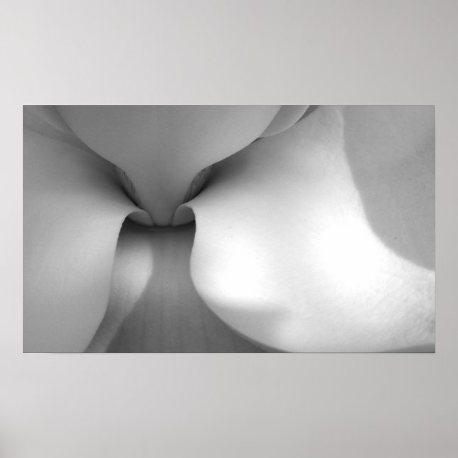 Poster Magnolia (Devant)