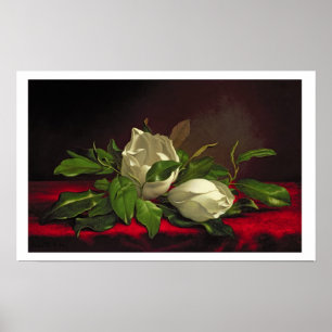 Poster Magnolia