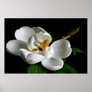 Poster Magnolia