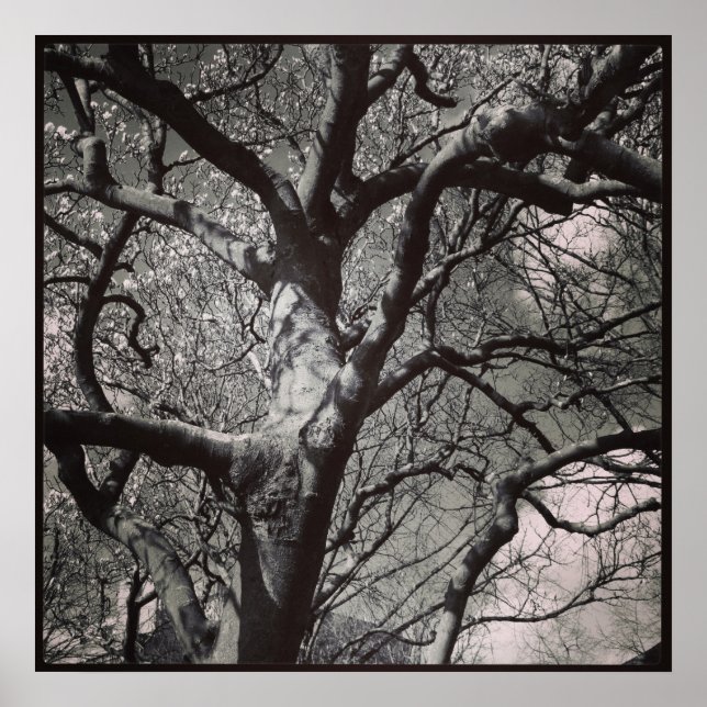 Poster Magnolia (Devant)