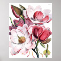 Poster Magnolia