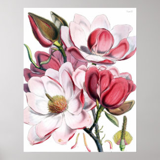Poster Magnolia